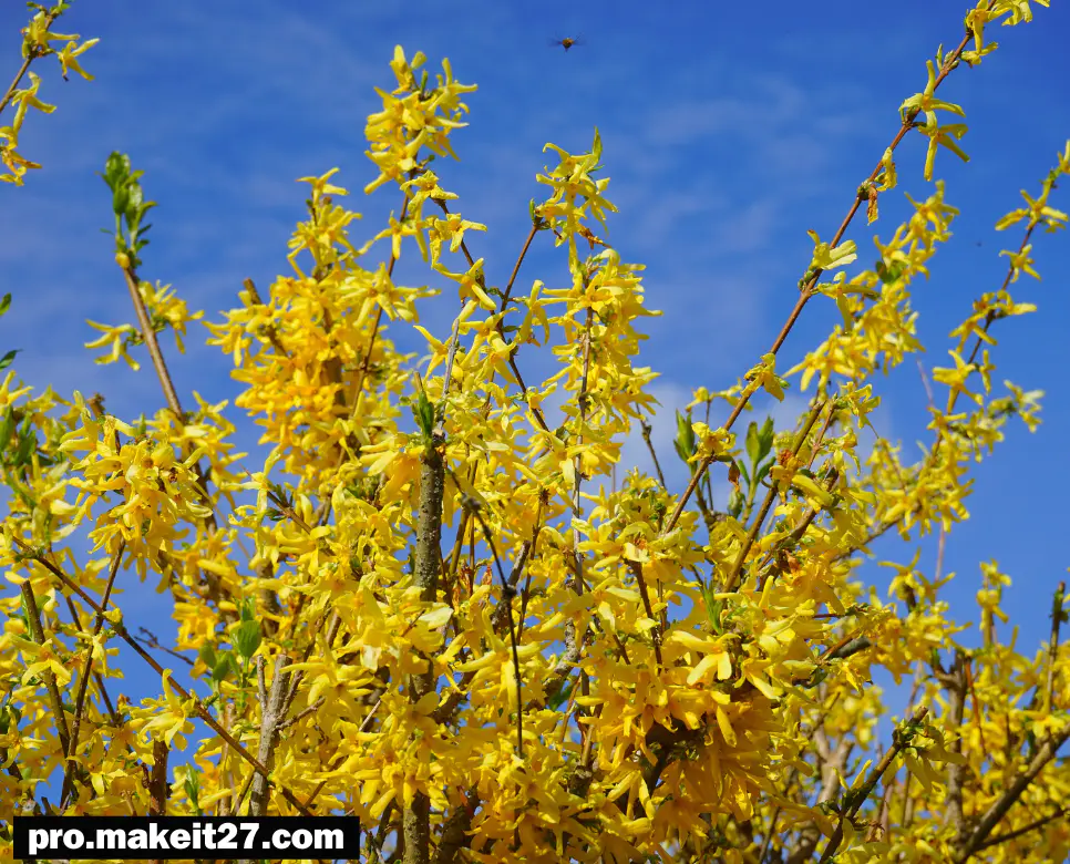 개나리 뜻, 진달래 뜻, 벚꽃 뜻: 봄을 알리는 세 가지 꽃 이야기