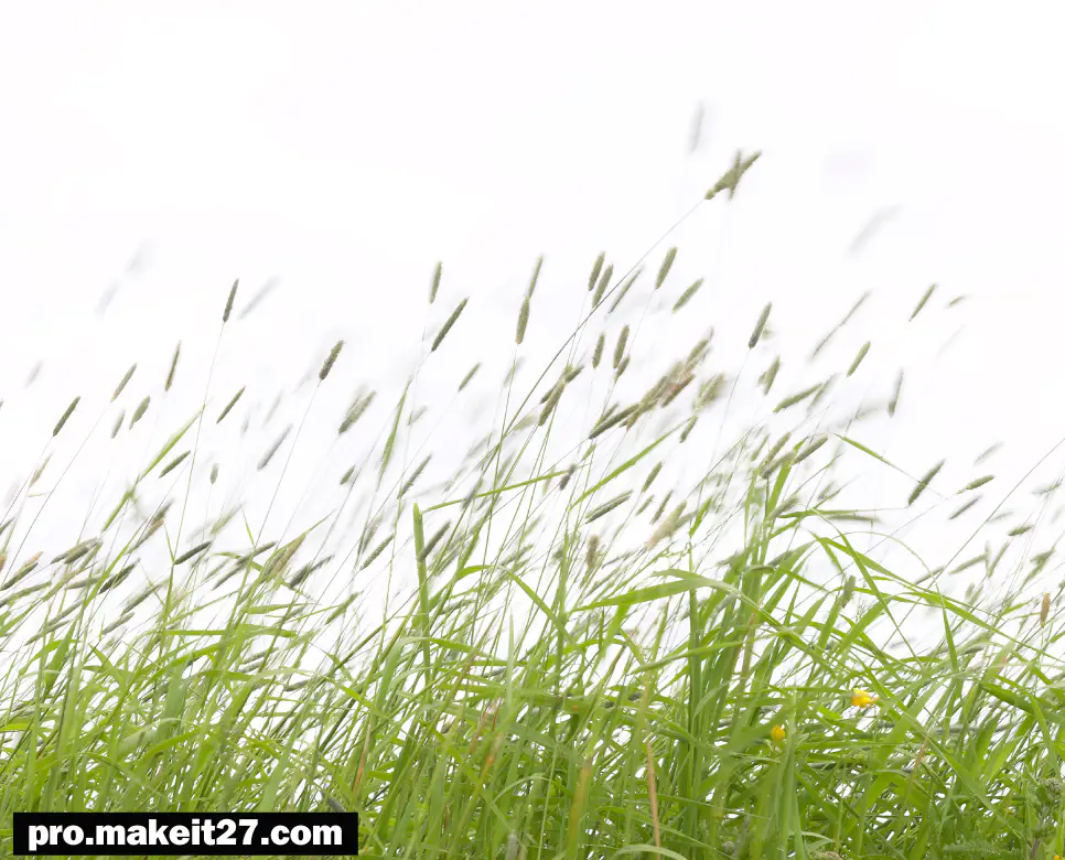 봄바람 뜻, 아지랑이 뜻, 춘곤증 뜻: 따뜻한 계절이 가져오는 변화