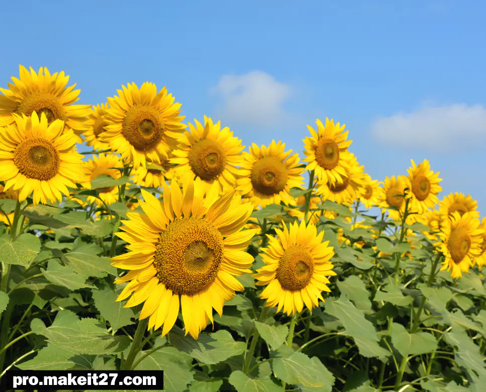 해바라기 뜻, 코스모스 뜻, 천고마비 뜻: 자연 속에서 피어나는 계절의 이야기
