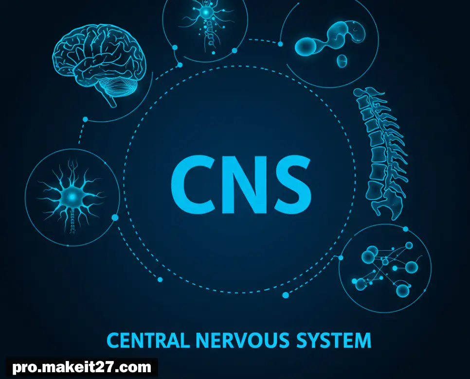 CNS 뜻, SR 뜻, LSD 뜻: 헷갈리는 약어 3가지, 한 번에 정리!