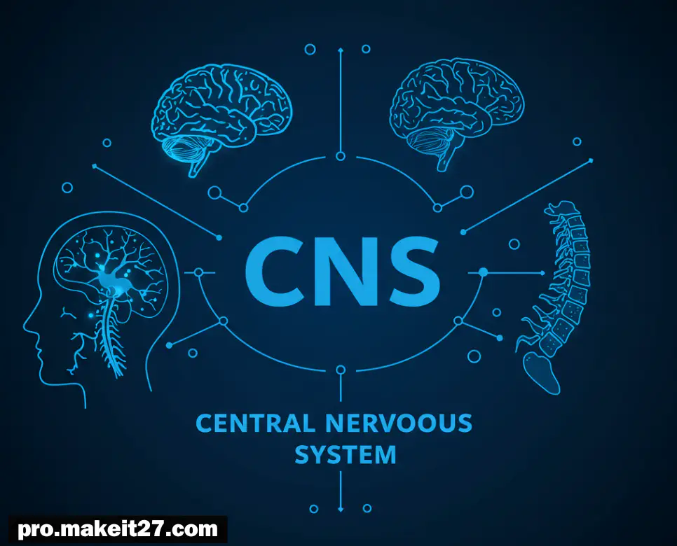 CNS