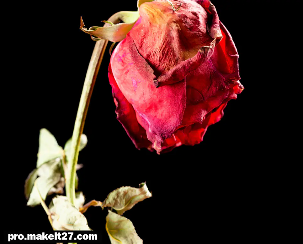 화무십일홍 뜻, 화무백일홍 뜻, 제행무상 뜻: 영원한 것은 없다, 변화하는 세상!